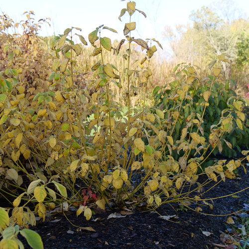 Dogwood, PW® Arctic Fire® Yellow Twig Dogwood - Image 4