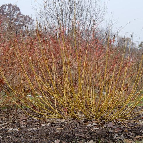 Dogwood, PW® Arctic Fire® Yellow Twig Dogwood - Image 5