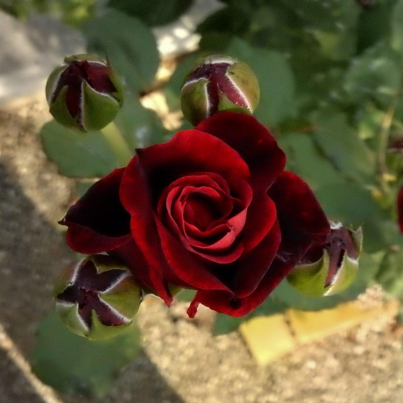 Rose, Don Juan Climbing Rose