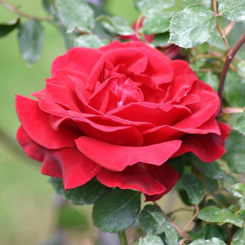Rose, Don Juan Climbing Rose - Image 2