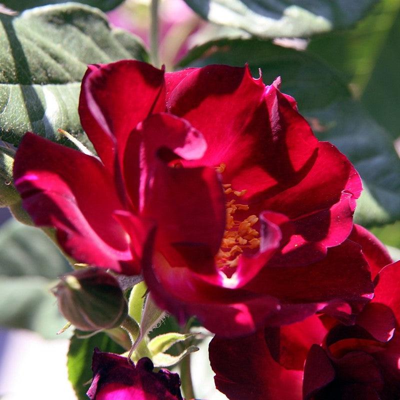 Rose, Don Juan Climbing Rose - Image 3