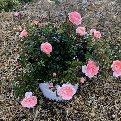 Rose, Apricot Drift® Rose - Image 2