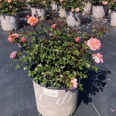 Rose, Apricot Drift® Rose - Image 3