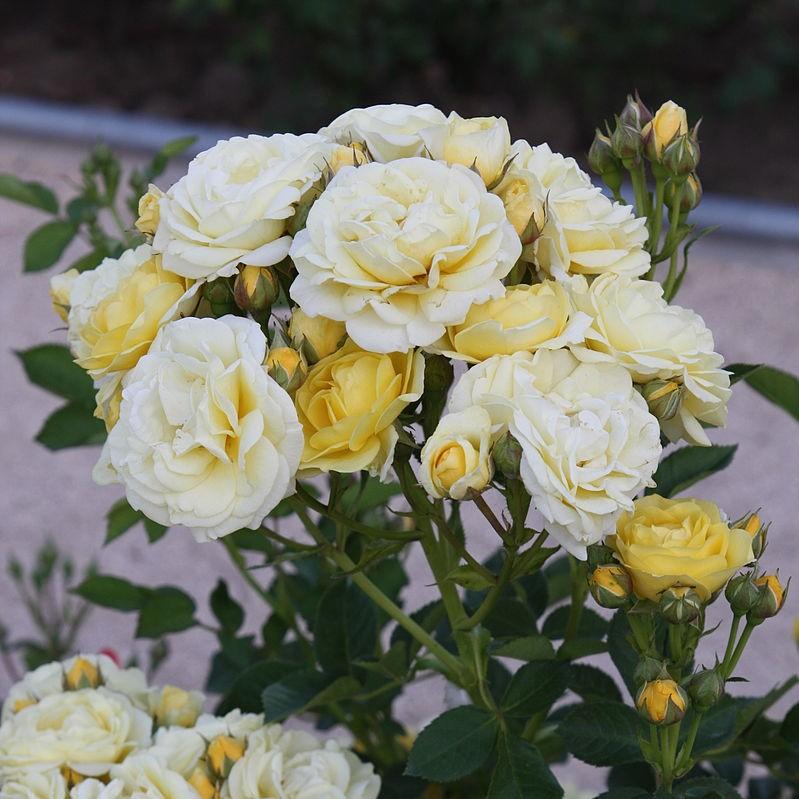 Rose, Popcorn Drift® Rose