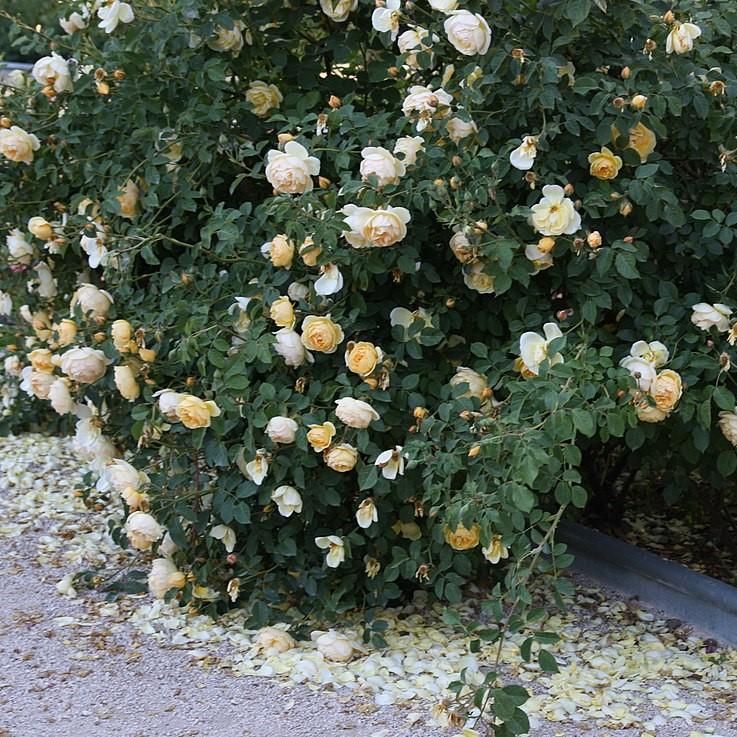 Rose, Popcorn Drift® Rose - Image 2