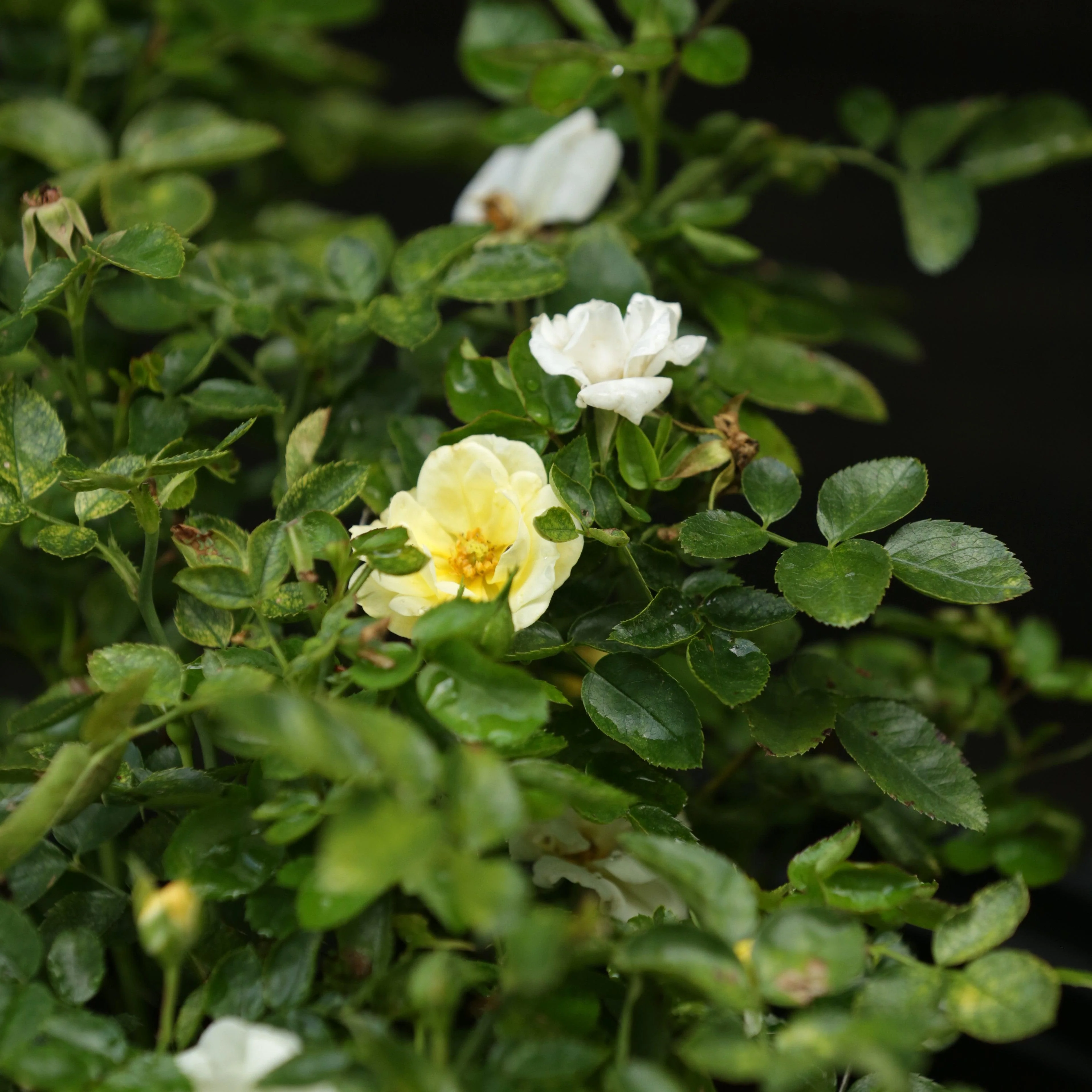 Rose, Popcorn Drift® Rose - Image 3