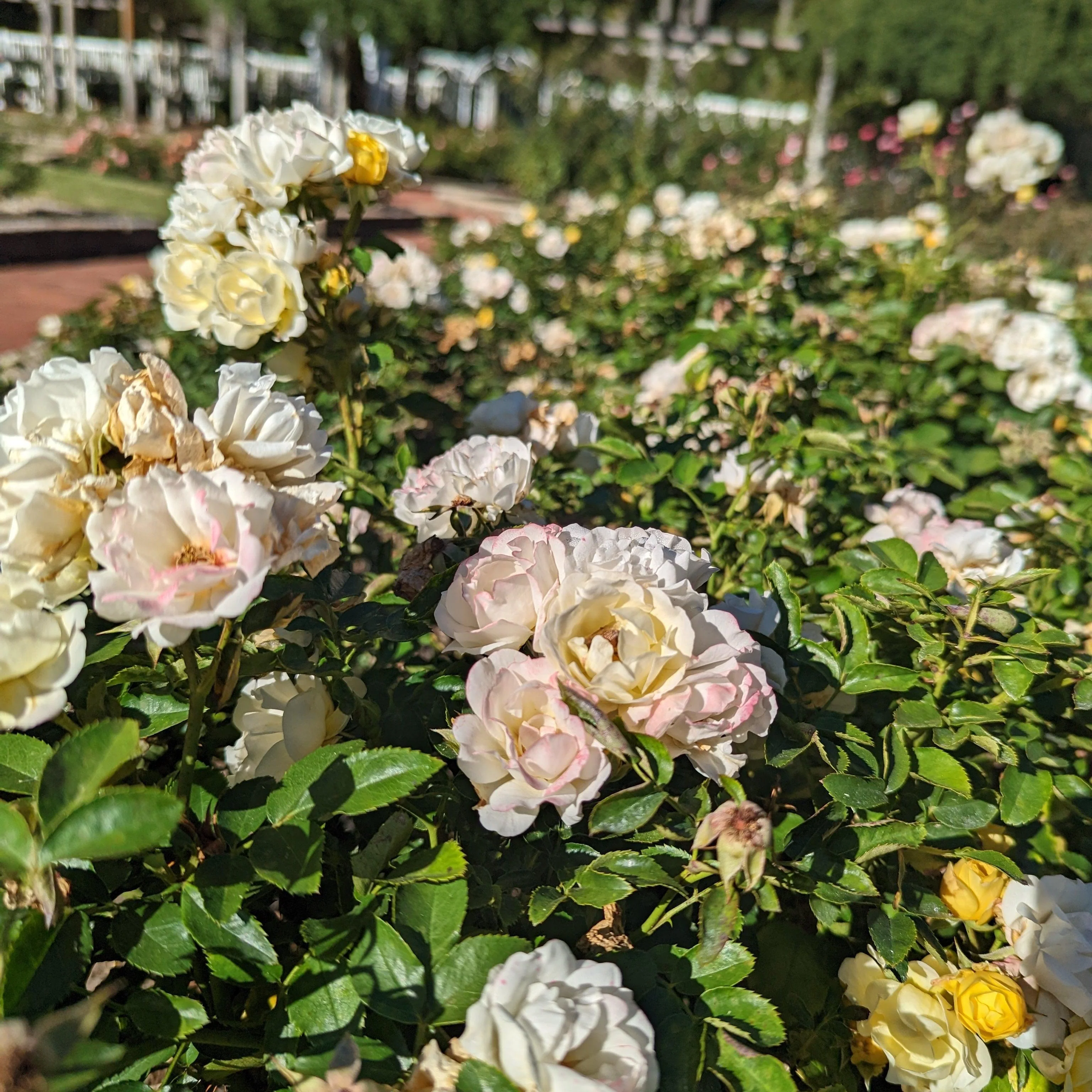 Rose, Popcorn Drift® Rose - Image 4