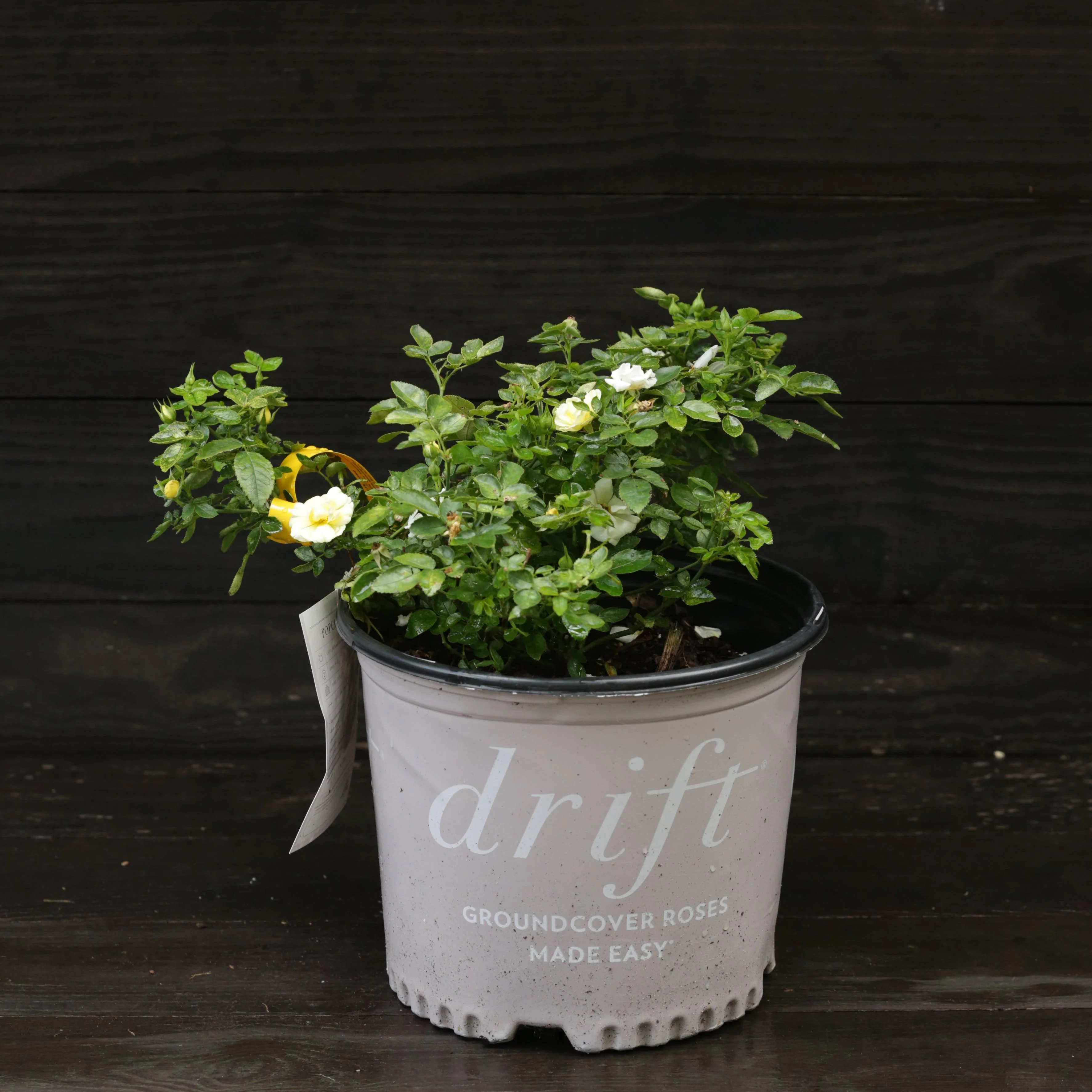 Rose, Popcorn Drift® Rose - Image 5
