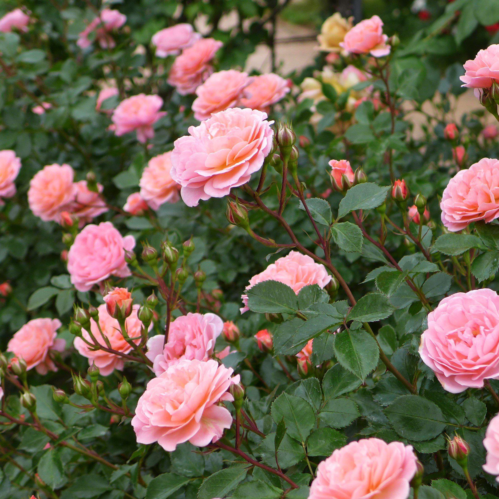 Rose, Sweet Drift® Rose