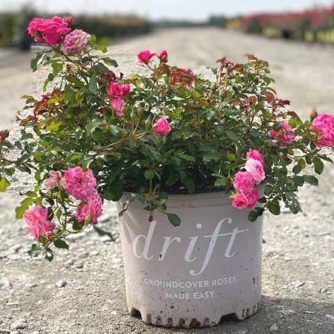 Rose, Sweet Drift® Rose - Image 2
