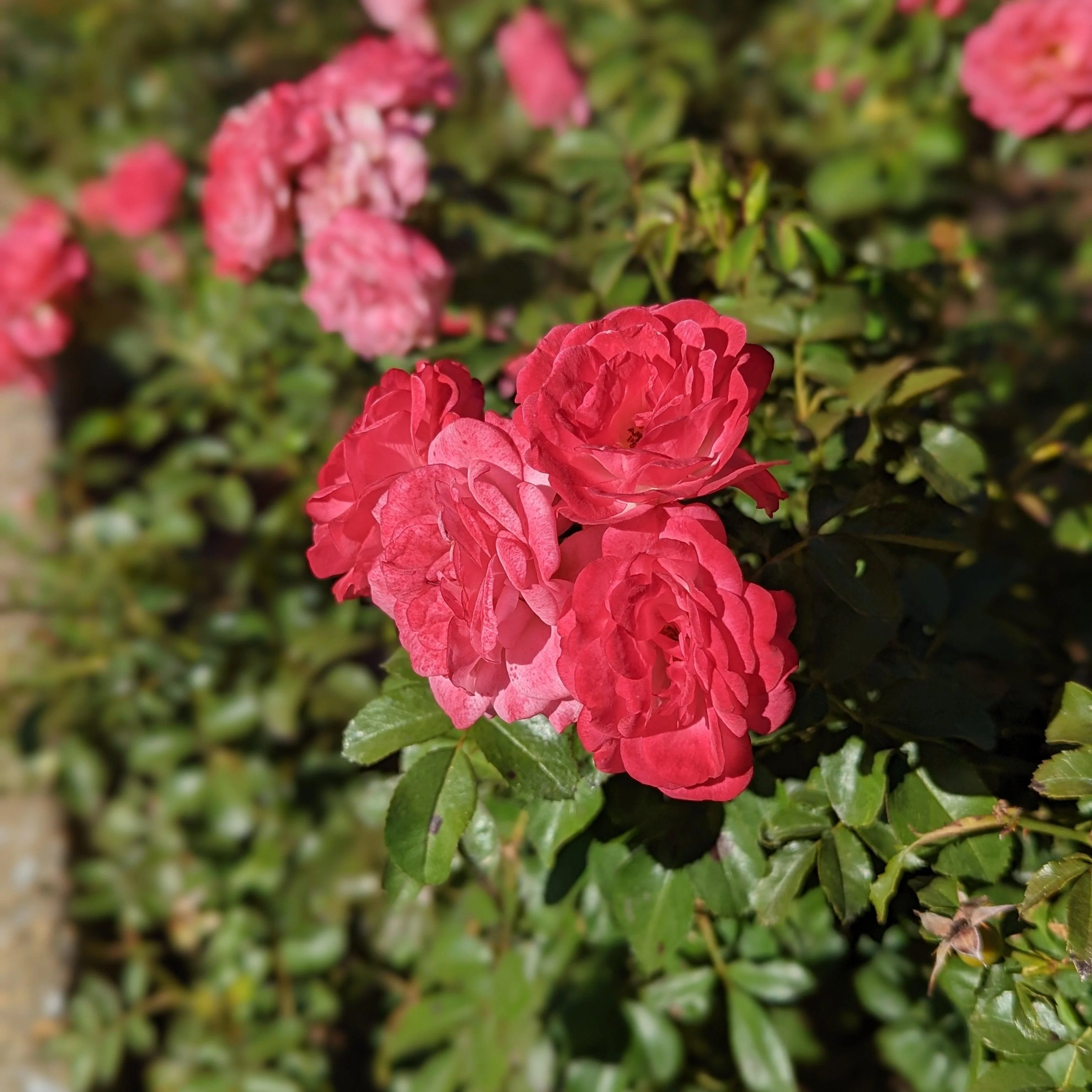 Rose, Sweet Drift® Rose - Image 3