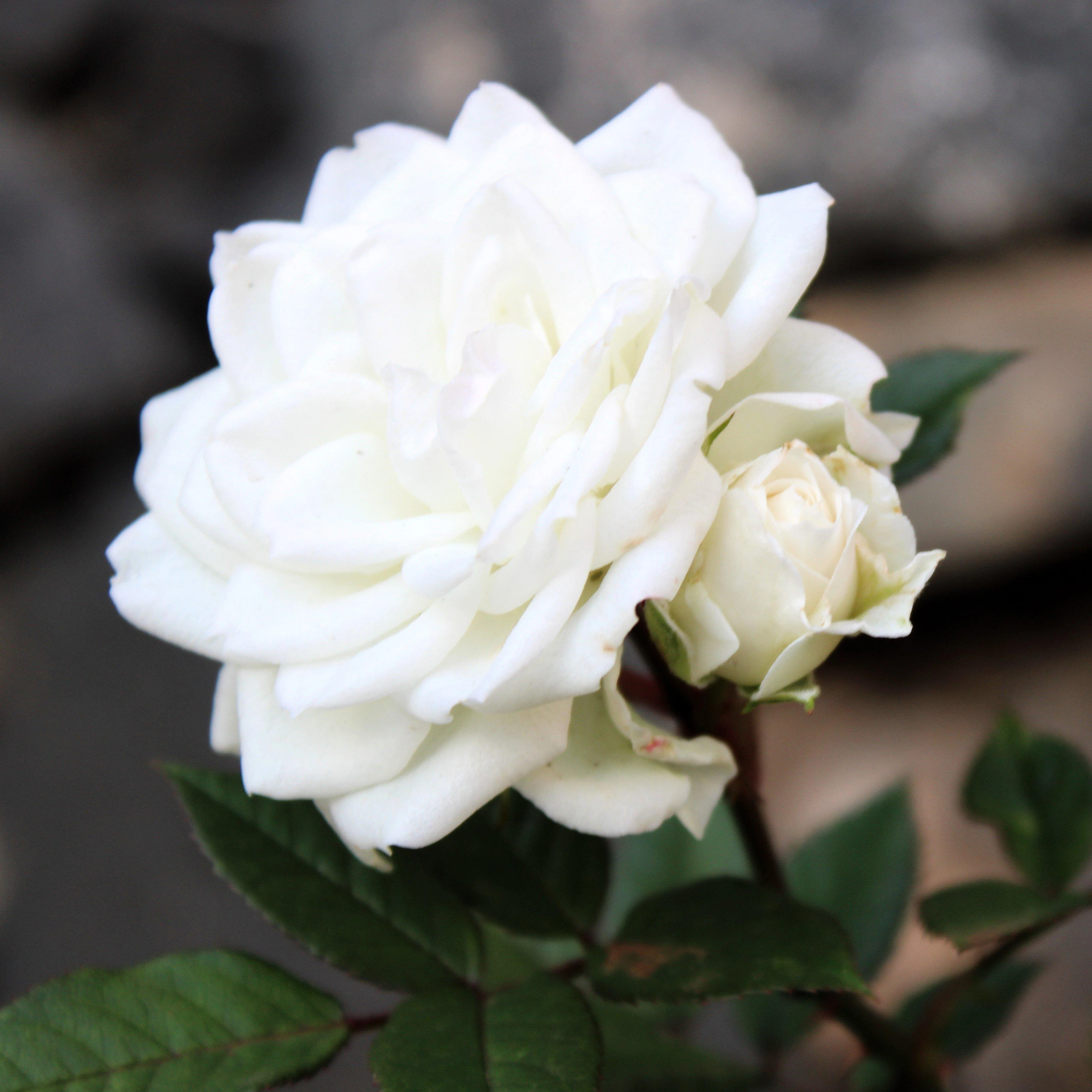 Rose, White Drift® Rose