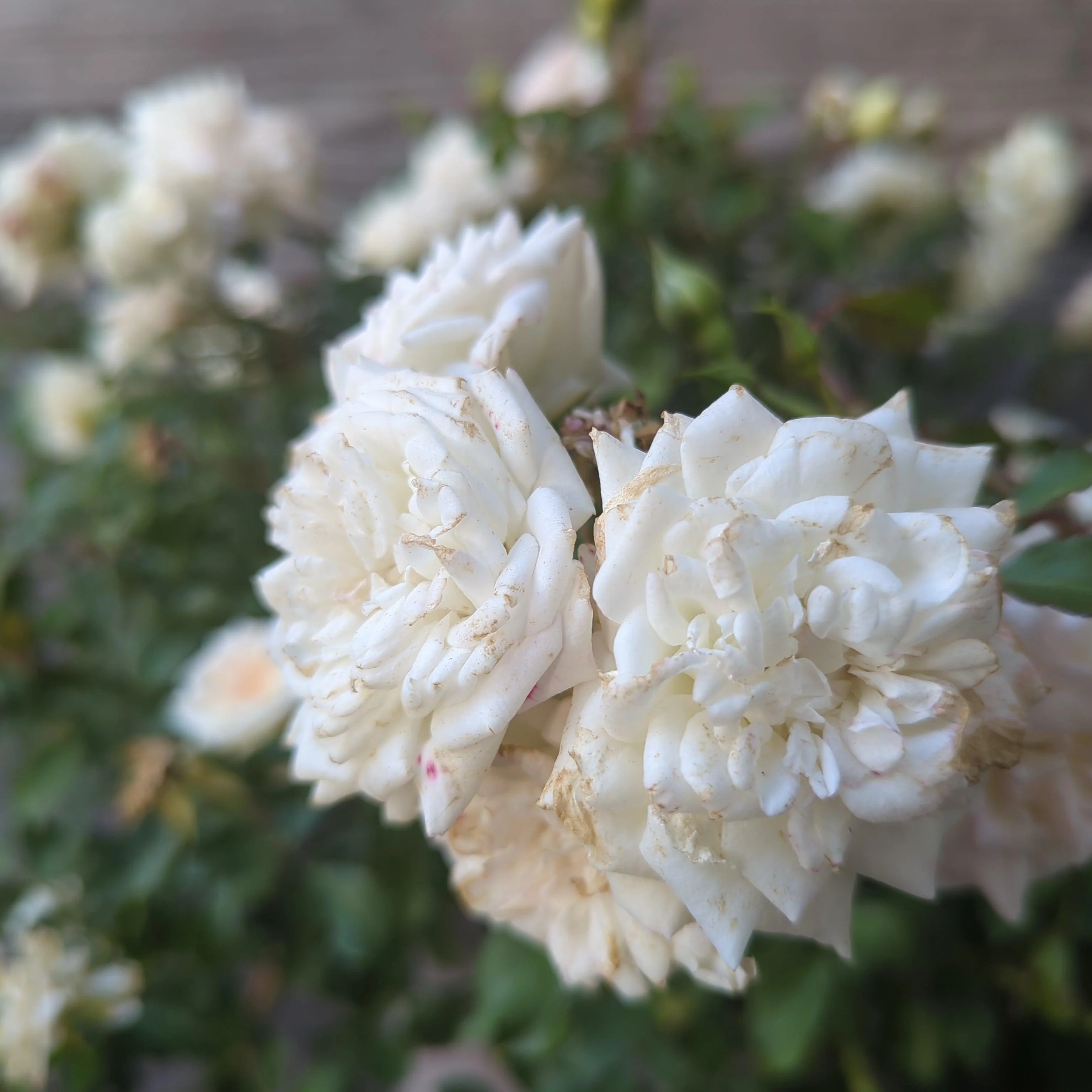 Rose, White Drift® Rose - Image 2