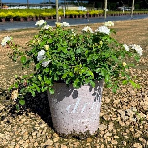 Rose, White Drift® Rose - Image 3