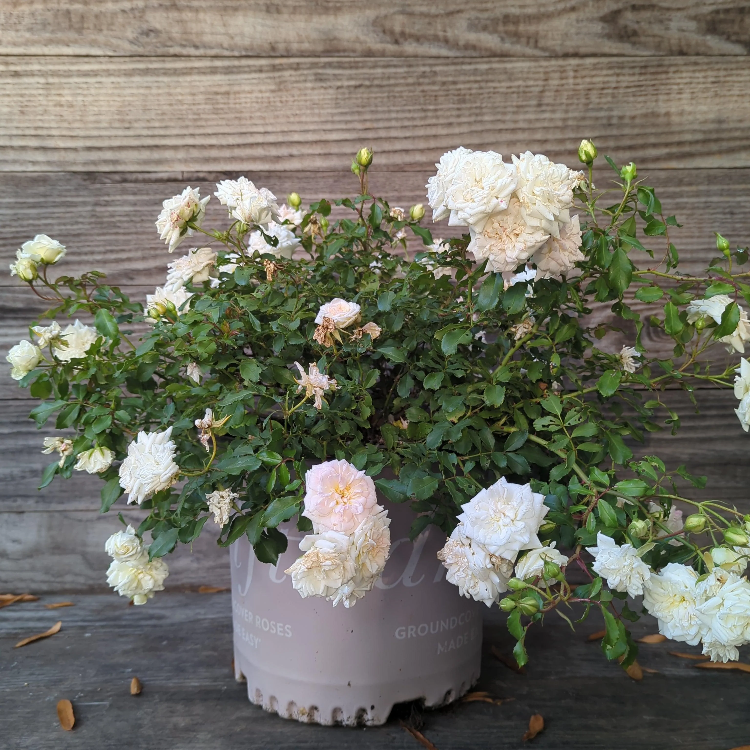 Rose, White Drift® Rose - Image 4