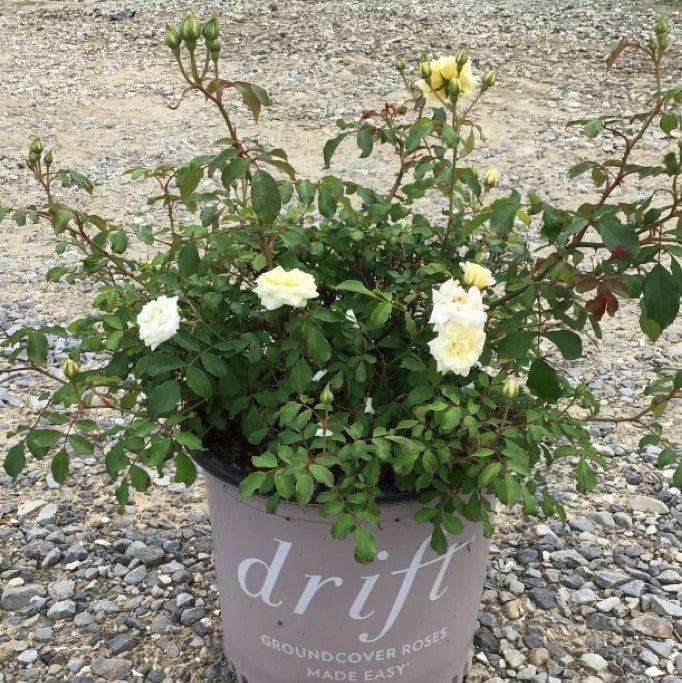 Rose, White Drift® Rose - Image 5