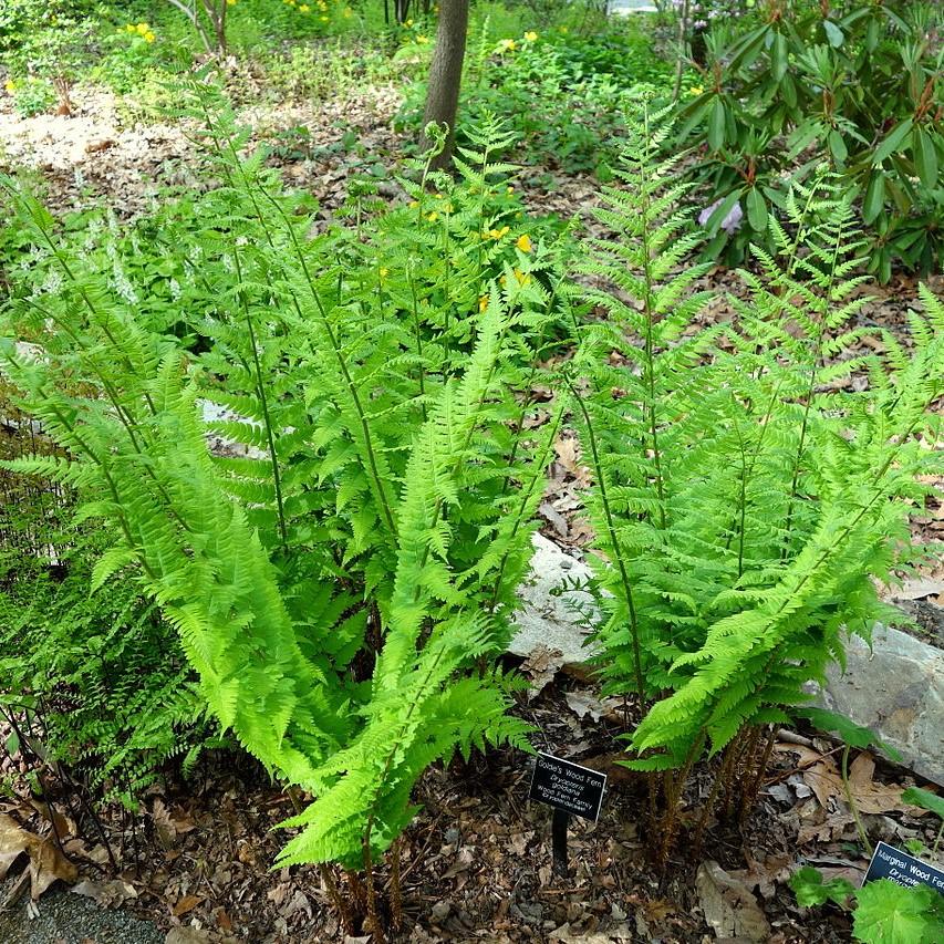 Fern, Goldie’s Shield Fern, Giant Wood Fern - Image 2