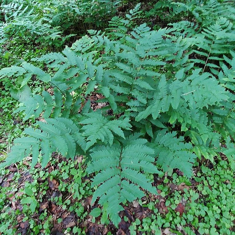 Fern, Goldie’s Shield Fern, Giant Wood Fern - Image 3