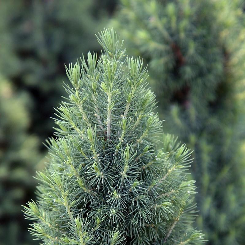Spruce, Dwarf Alberta Spruce - Image 3