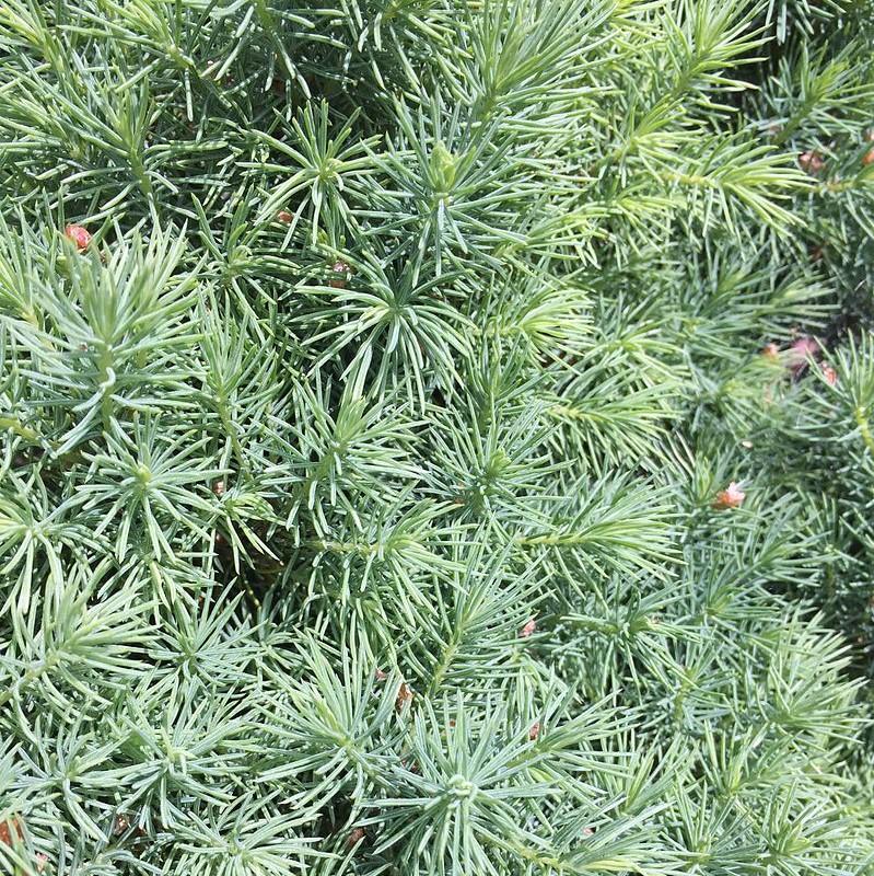 Spruce, Dwarf Alberta Spruce - Image 4