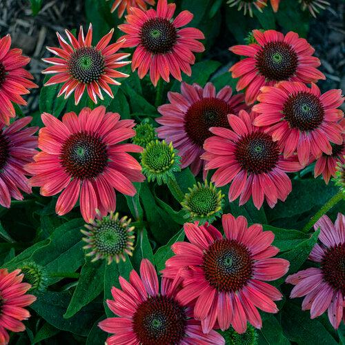 Coneflower, PW® Summersong™ Firefinch™ Coneflower - Image 3