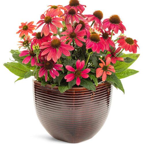 Coneflower, PW® Summersong™ Firefinch™ Coneflower - Image 5
