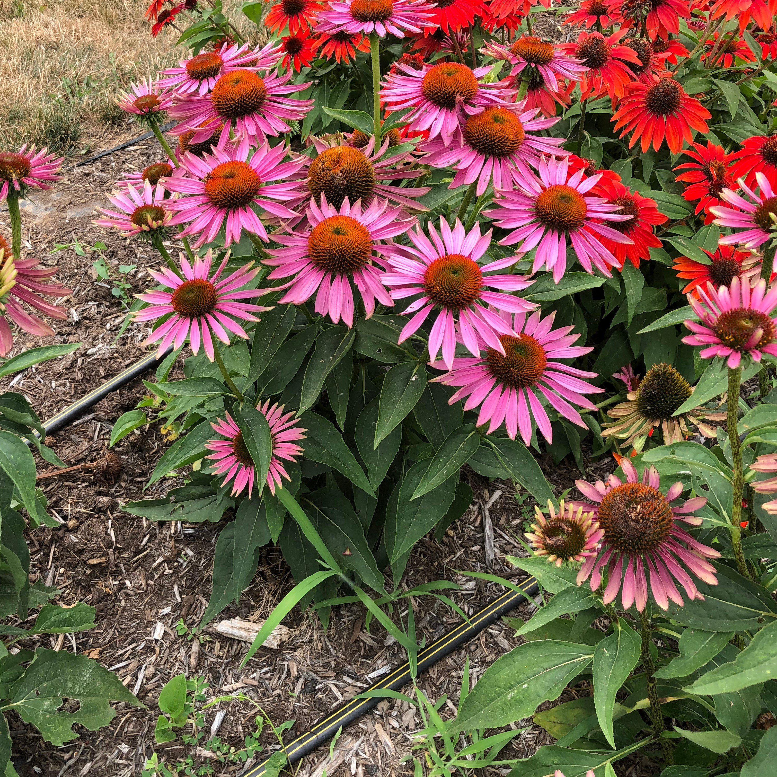 Coneflower, Green Twister Echinacea - Image 3