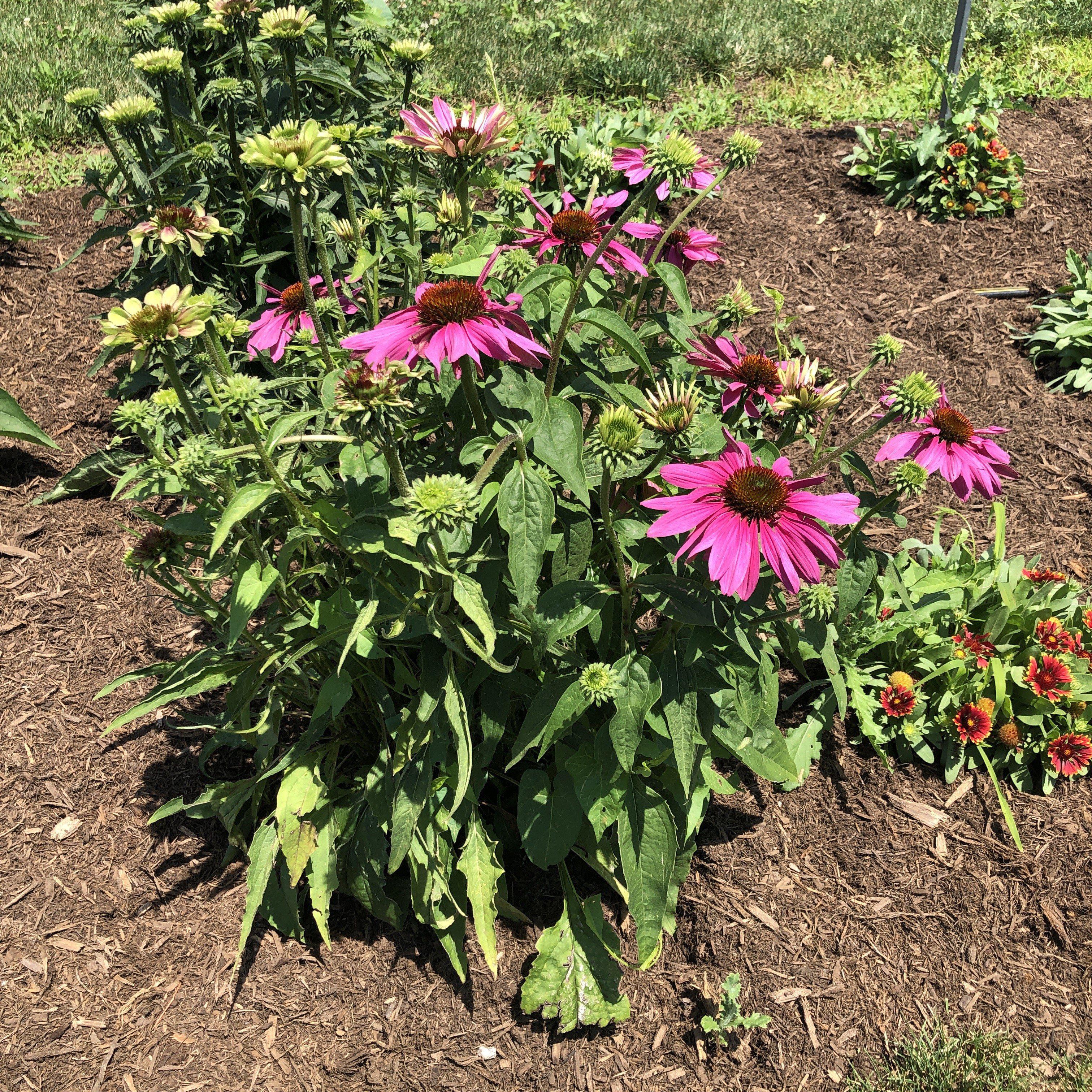 Coneflower, Green Twister Echinacea - Image 4