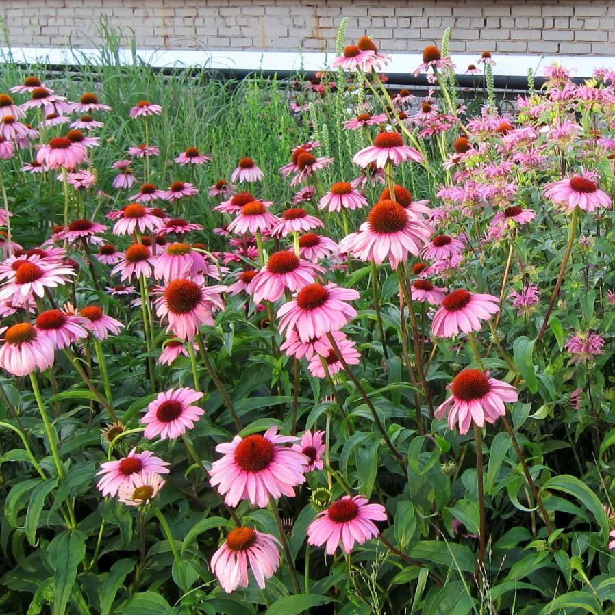 Coneflower, Magnus Echinacea, Coneflower - Image 3