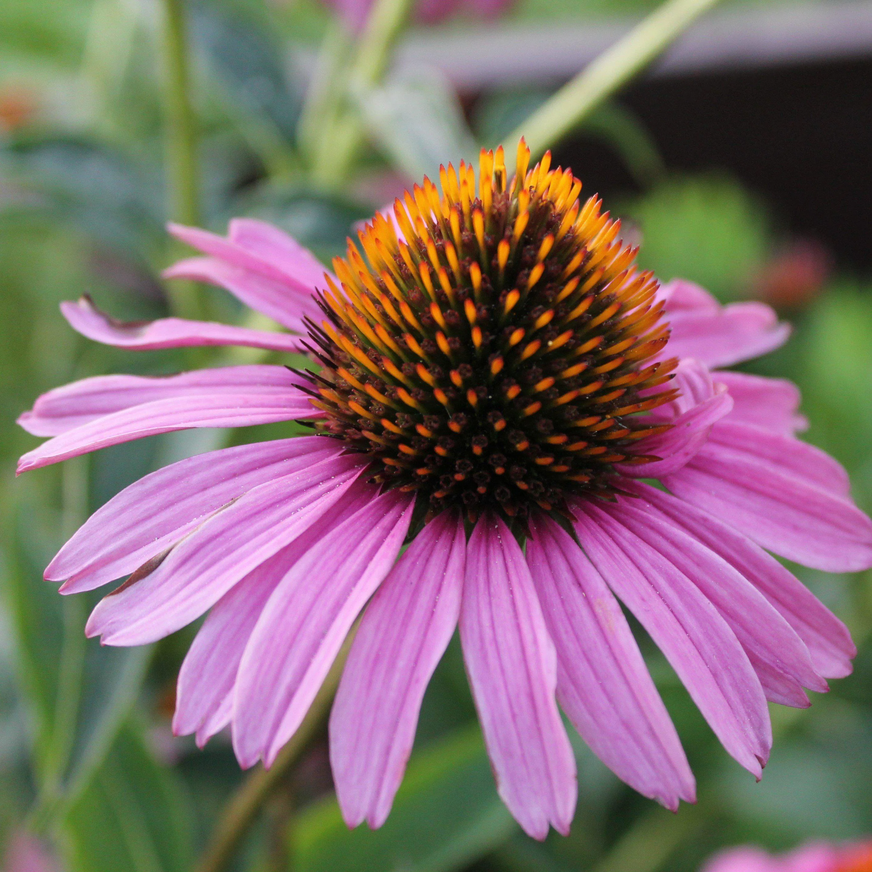 Coneflower, Magnus Echinacea, Coneflower - Image 4