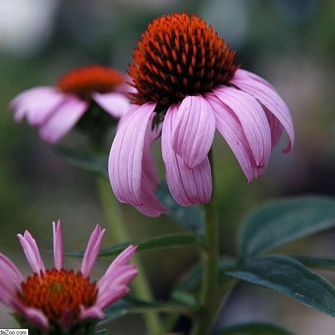 Coneflower, Magnus Echinacea, Coneflower - Image 5
