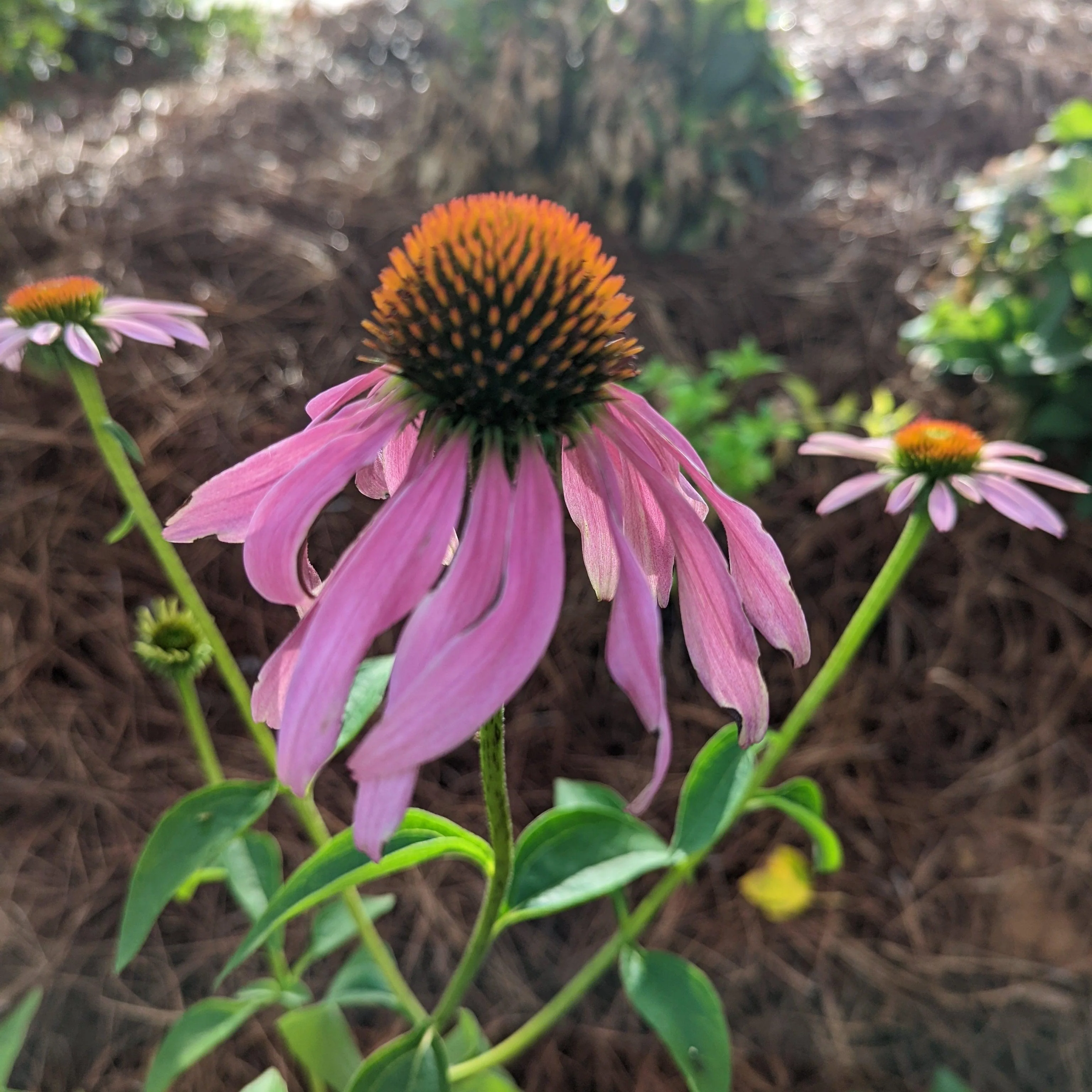 Coneflower, Magnus Echinacea, Coneflower - Image 6