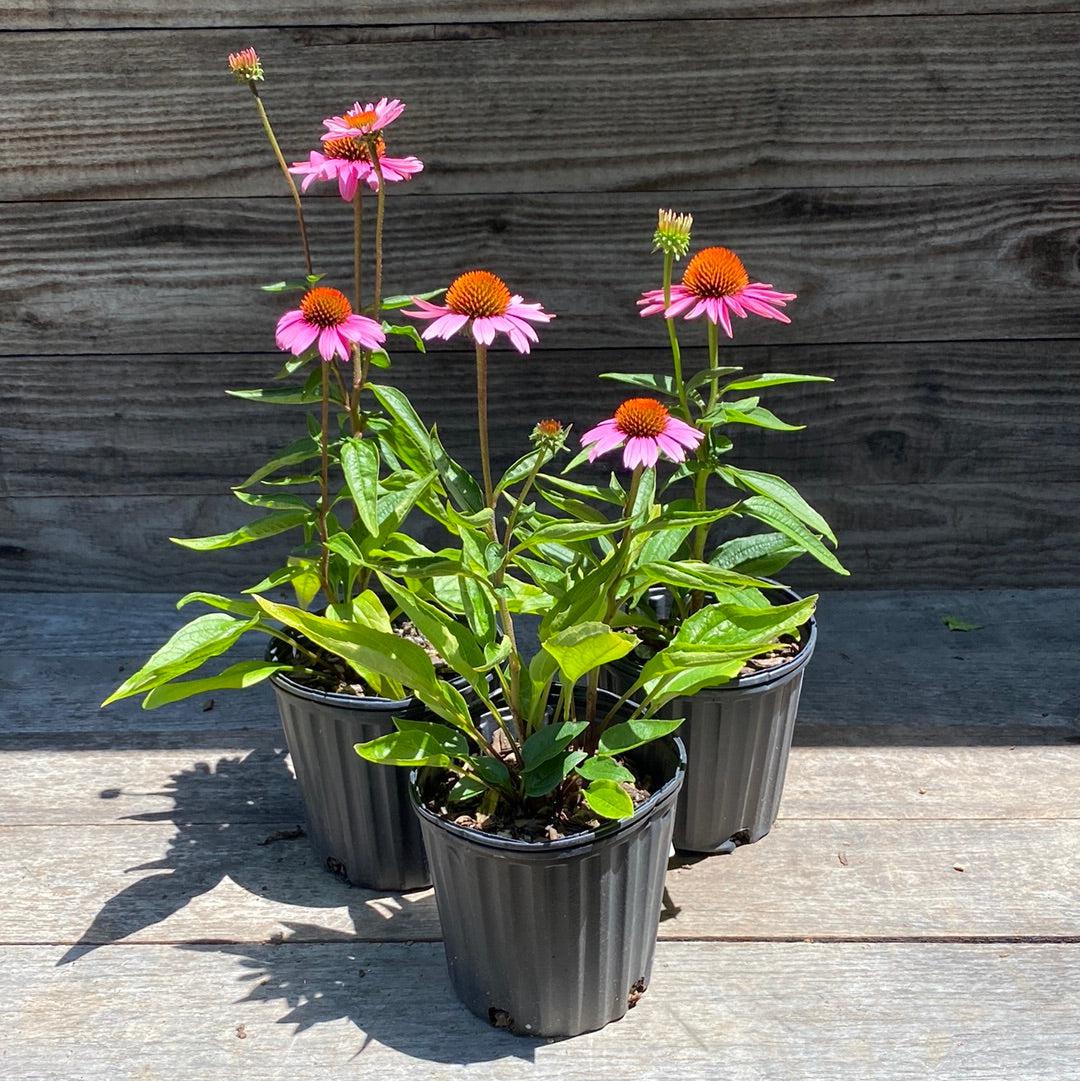 Coneflower, Magnus Echinacea, Coneflower - Image 7