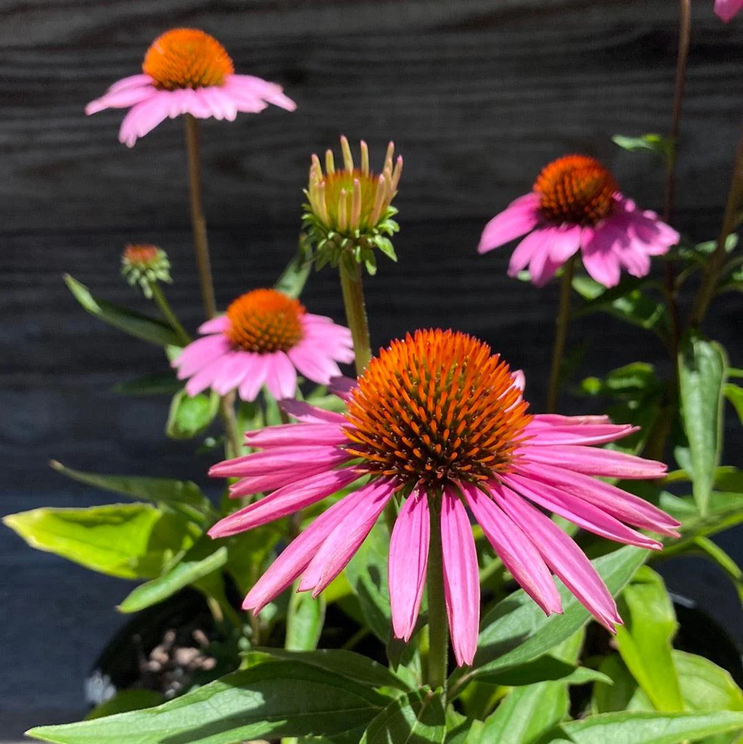 Coneflower, Magnus Echinacea, Coneflower - Image 8
