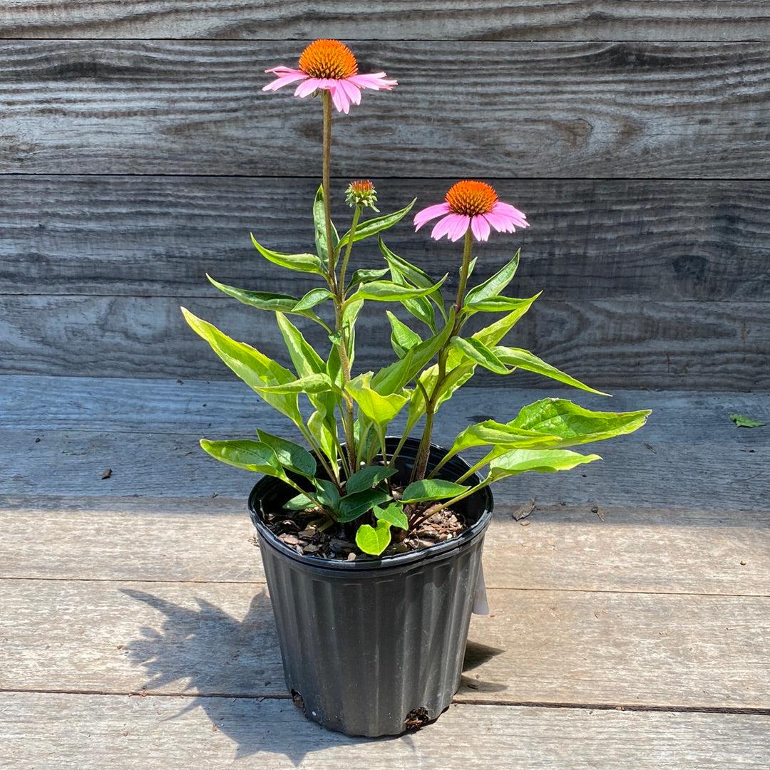 Coneflower, Magnus Echinacea, Coneflower - Image 9