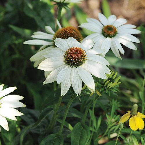 Coneflower, PowWow® White Echinacea - Image 4