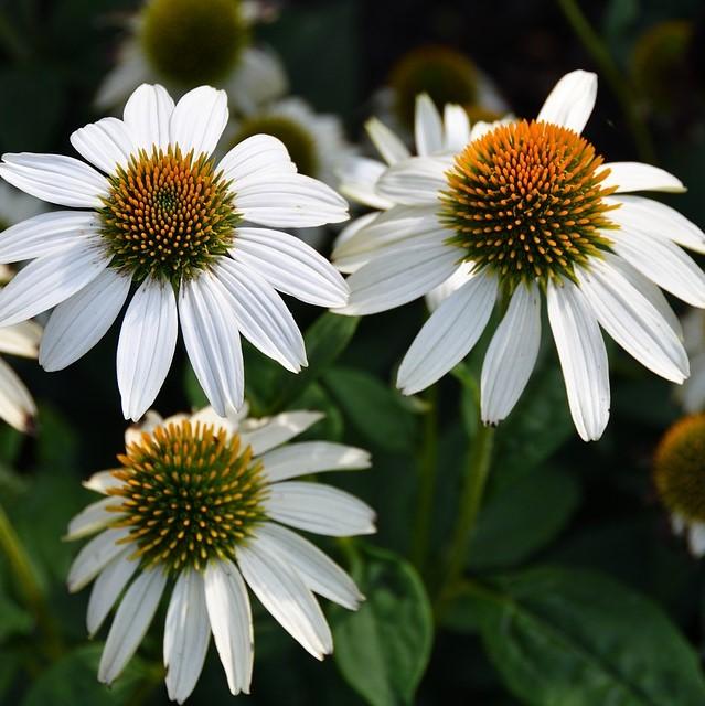 Coneflower, PowWow® White Echinacea - Image 5
