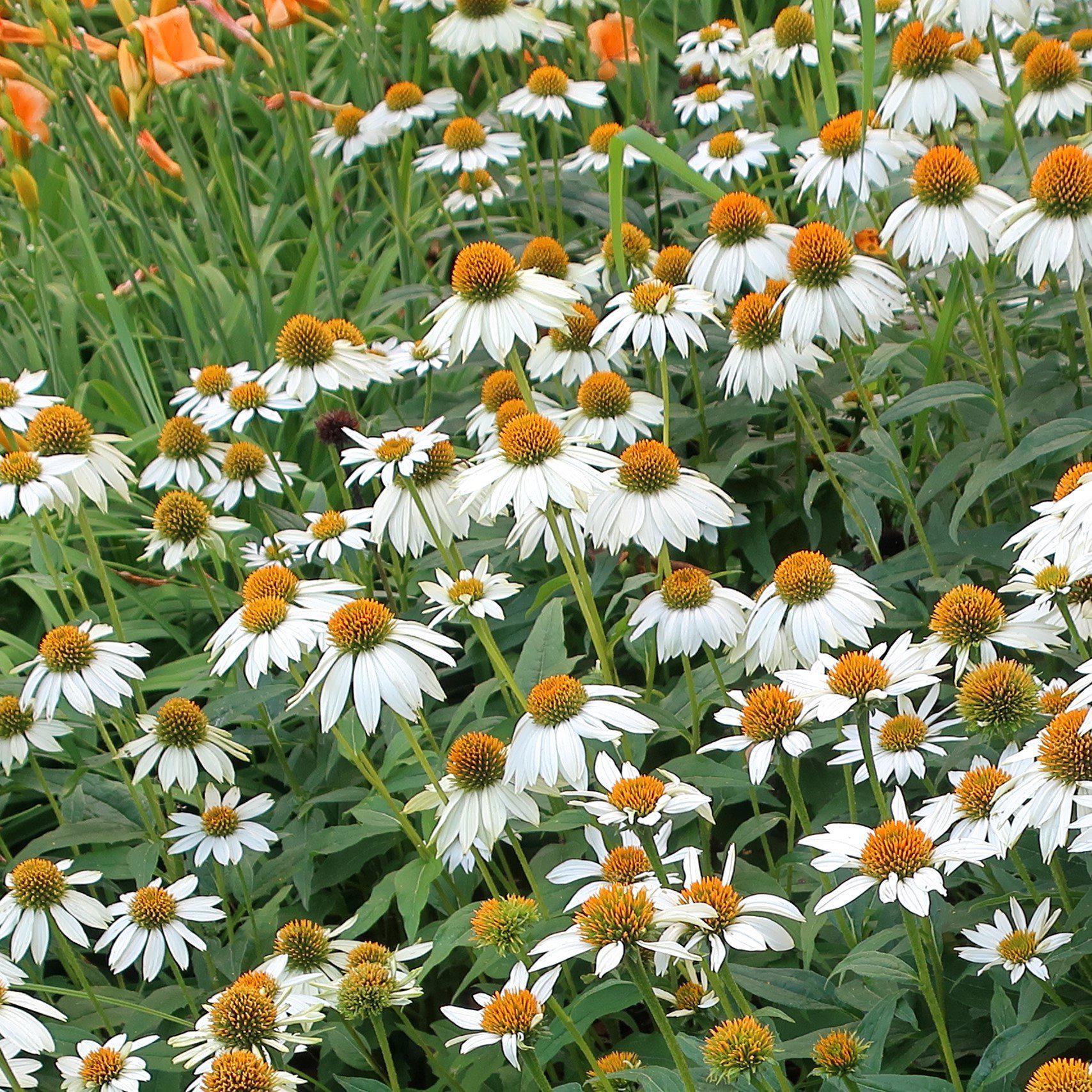 Coneflower, PowWow® White Echinacea - Image 7