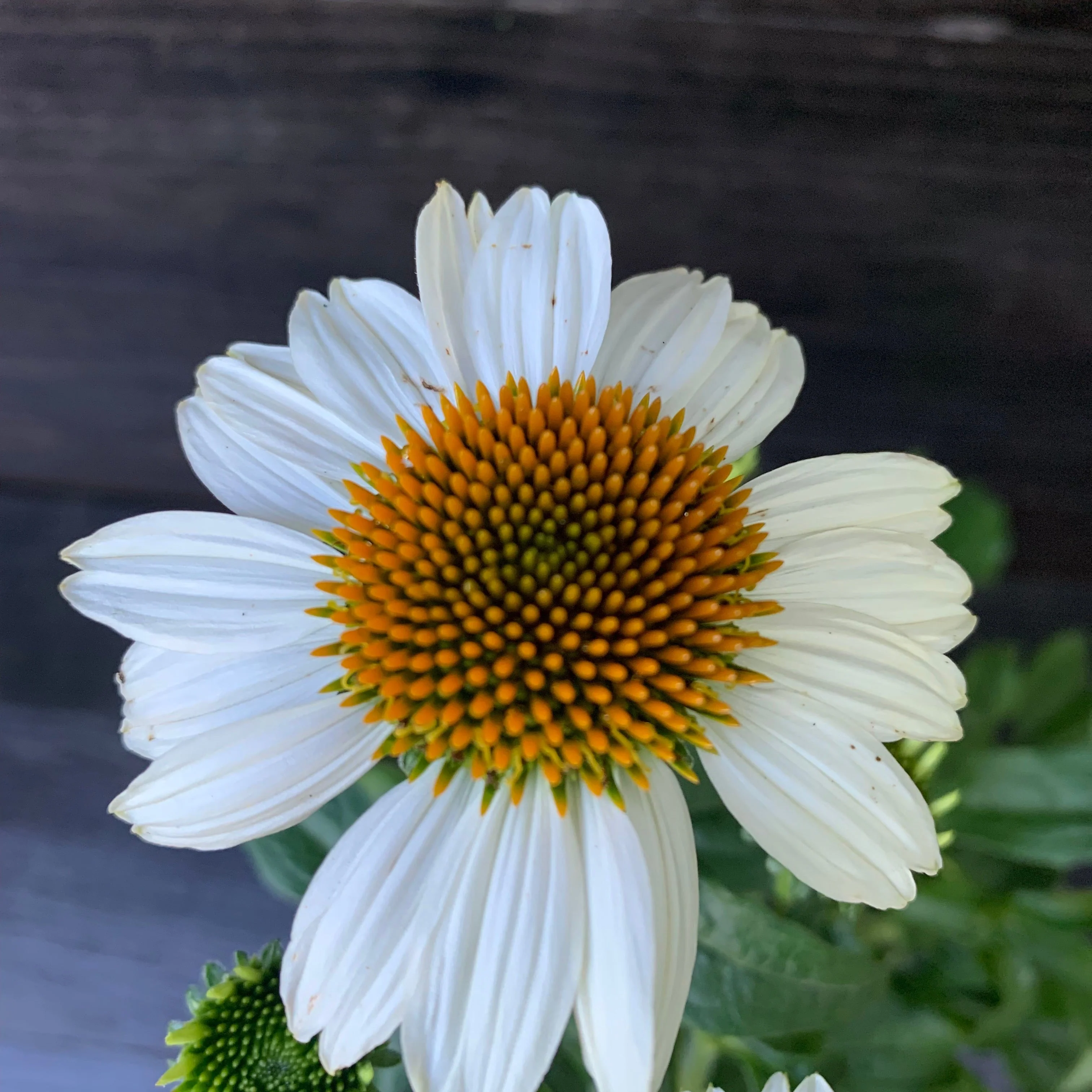 Coneflower, PowWow® White Echinacea - Image 8