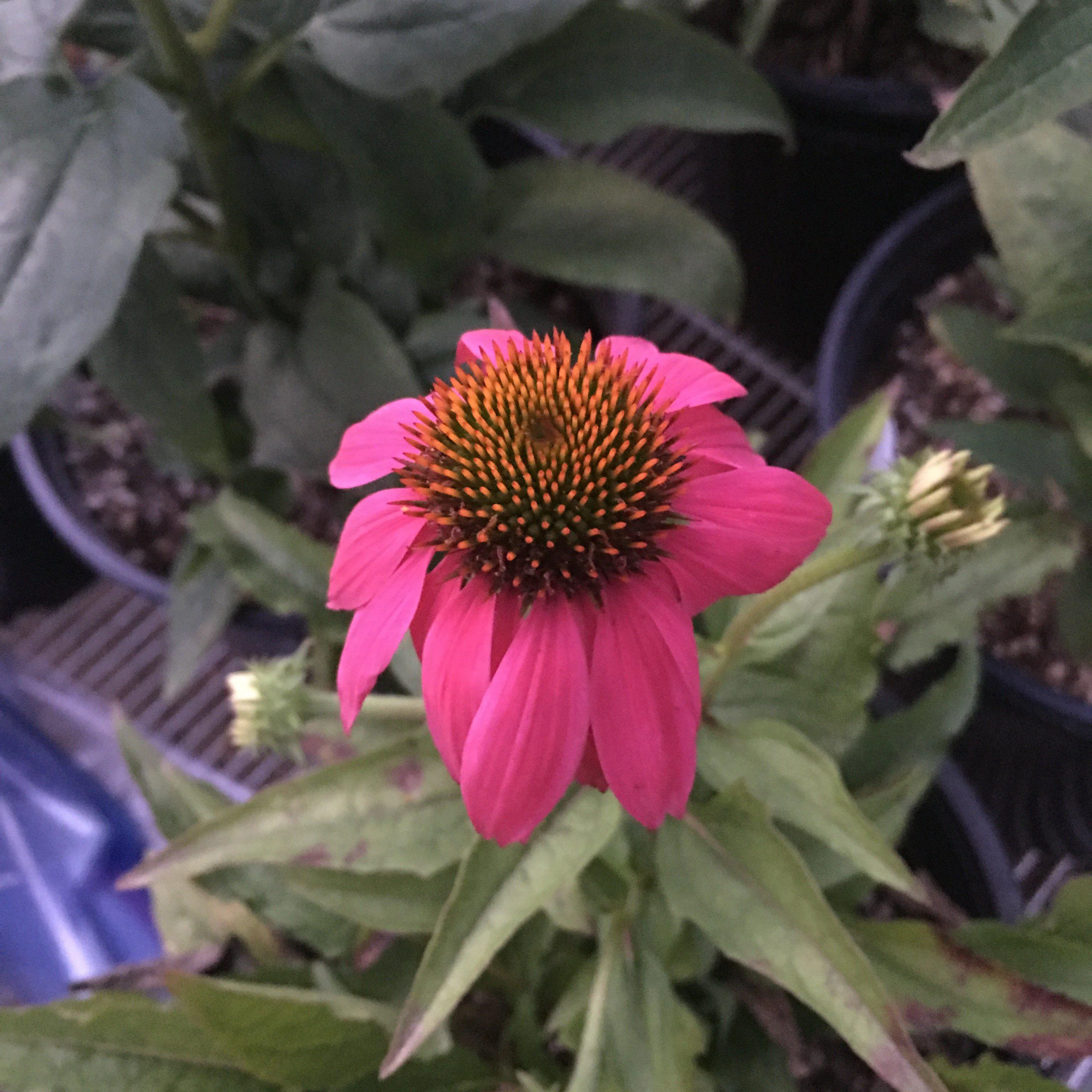 Coneflower, PowWow® Wild Berry Echinacea - Image 3