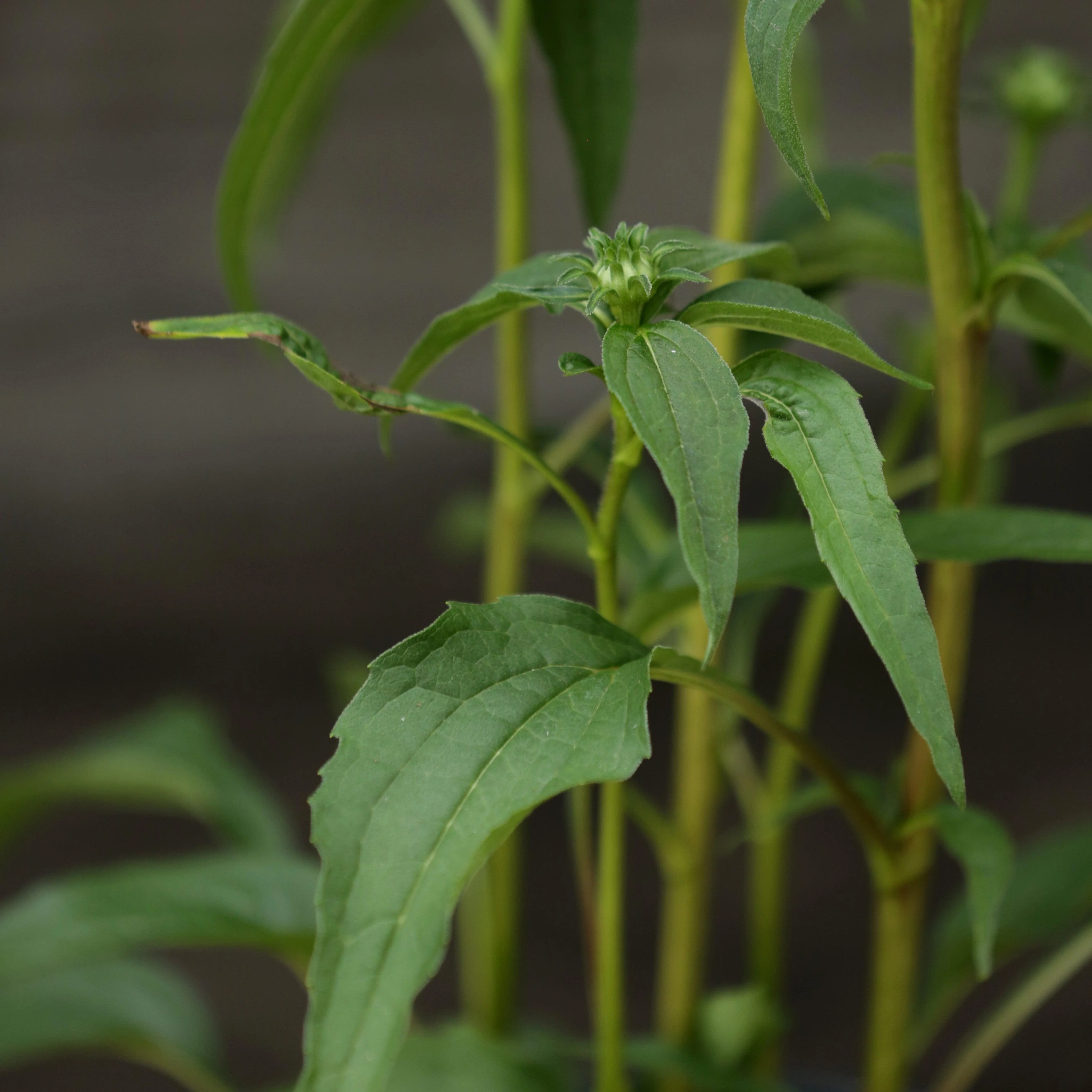 Coneflower, PowWow® Wild Berry Echinacea - Image 4