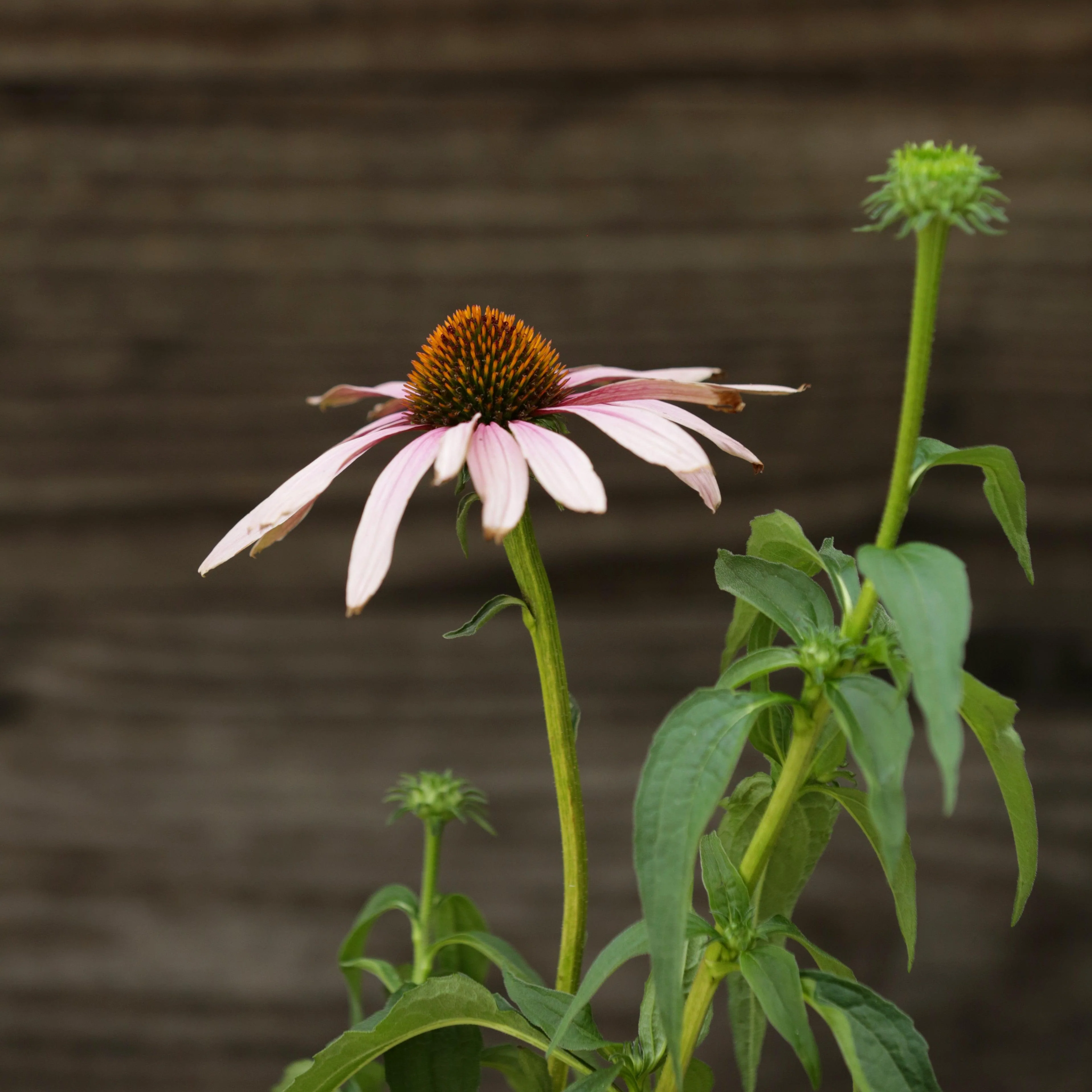 Coneflower, PowWow® Wild Berry Echinacea - Image 5