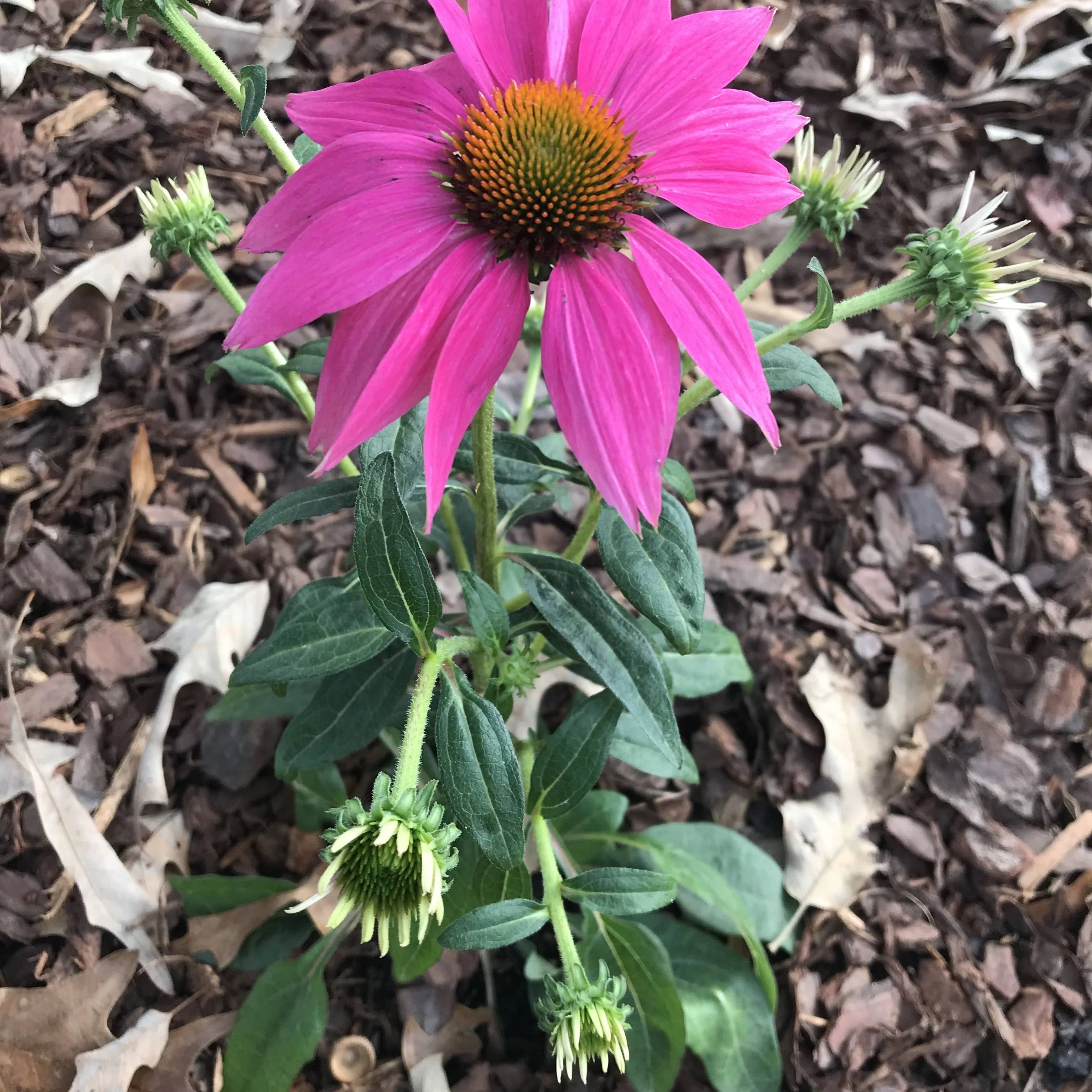 Coneflower, PowWow® Wild Berry Echinacea - Image 6