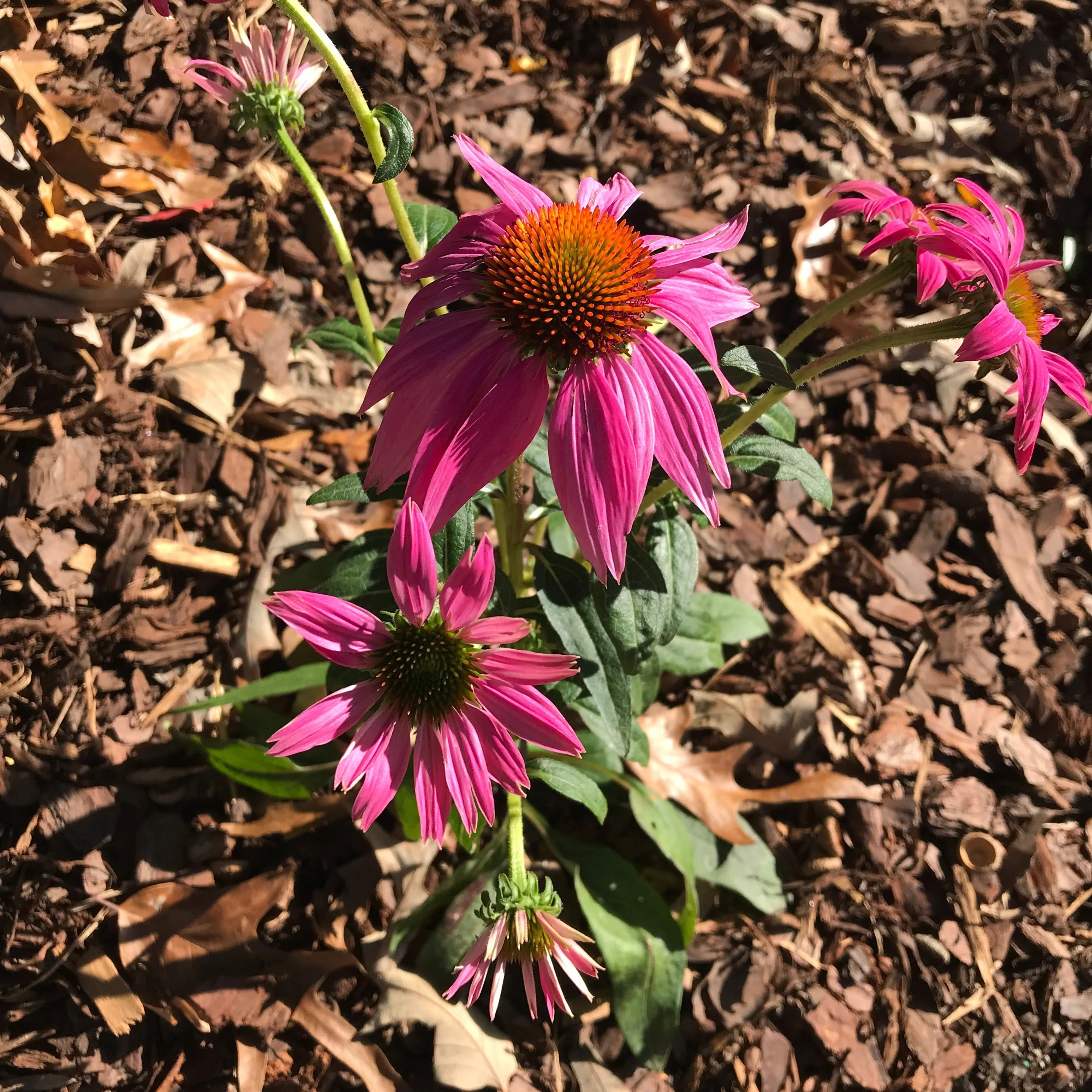 Coneflower, PowWow® Wild Berry Echinacea - Image 7