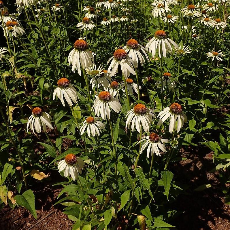 Coneflower, White Swan Echinacea, Coneflower - Image 4