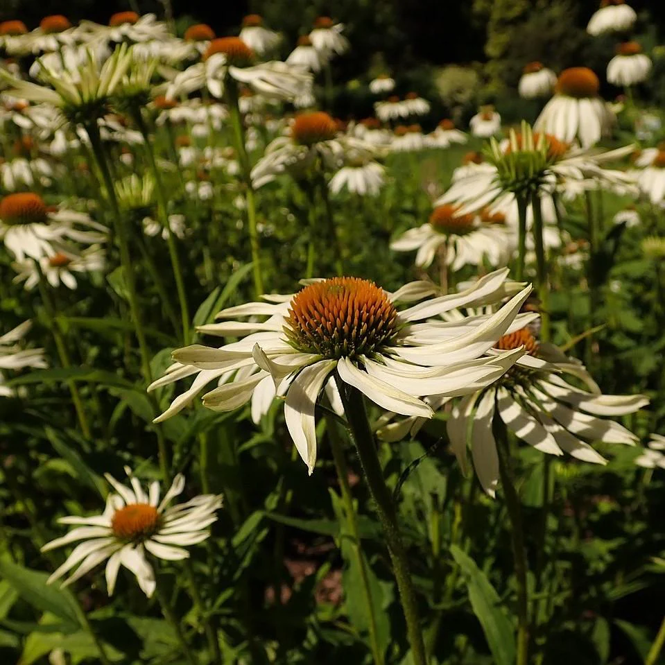 Coneflower, White Swan Echinacea, Coneflower - Image 5
