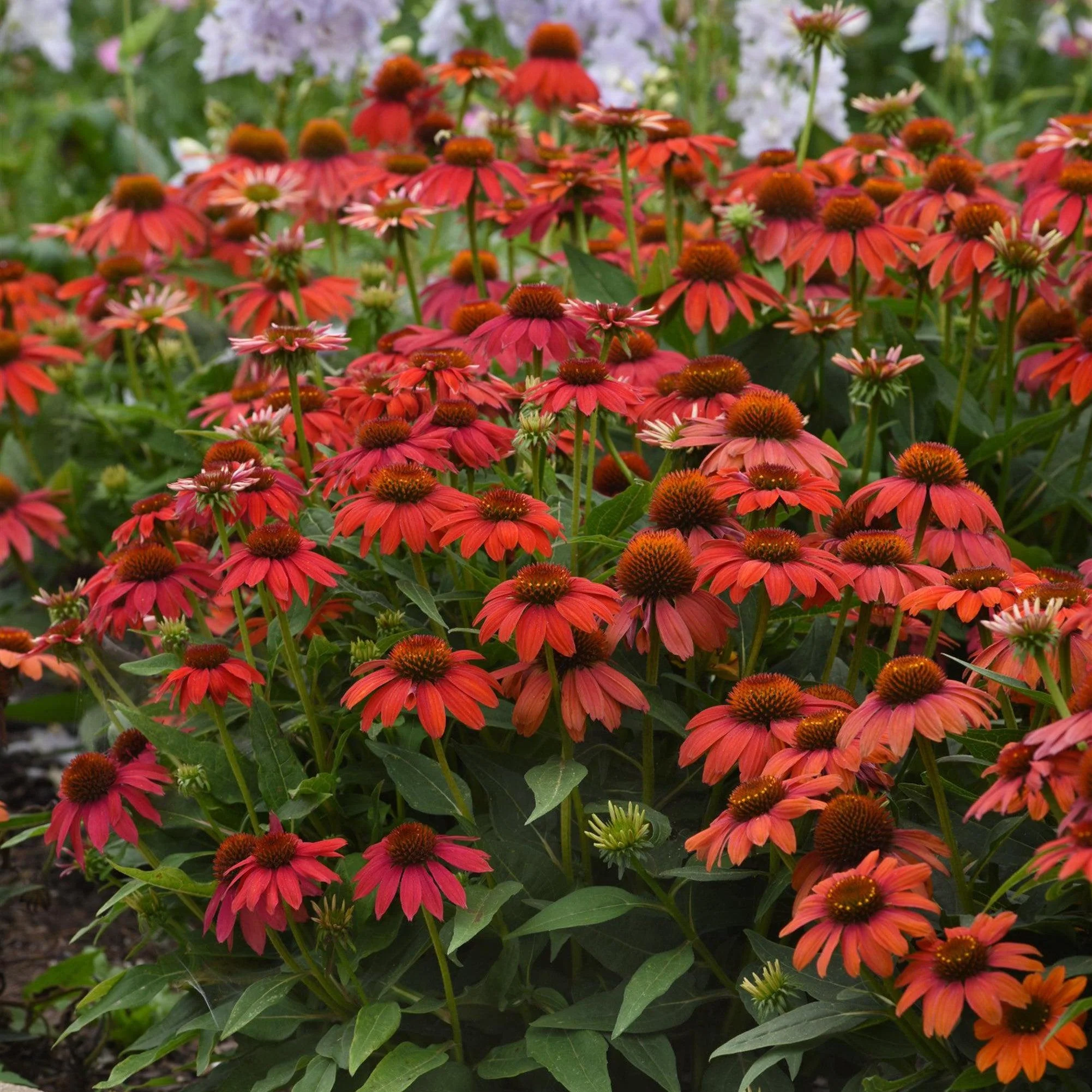 Coneflower, Artisan™ Red Ombre Coneflower - Image 3