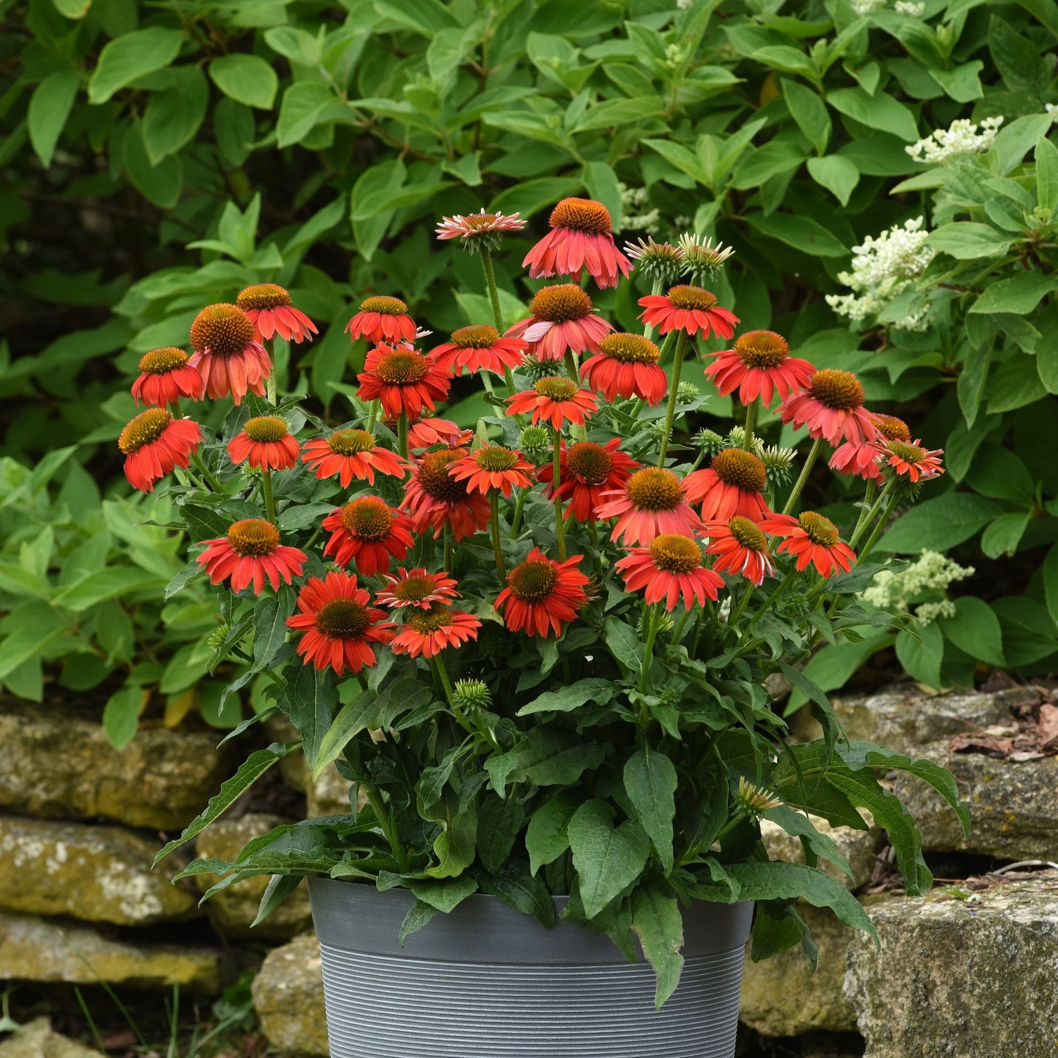 Coneflower, Artisan™ Red Ombre Coneflower - Image 4