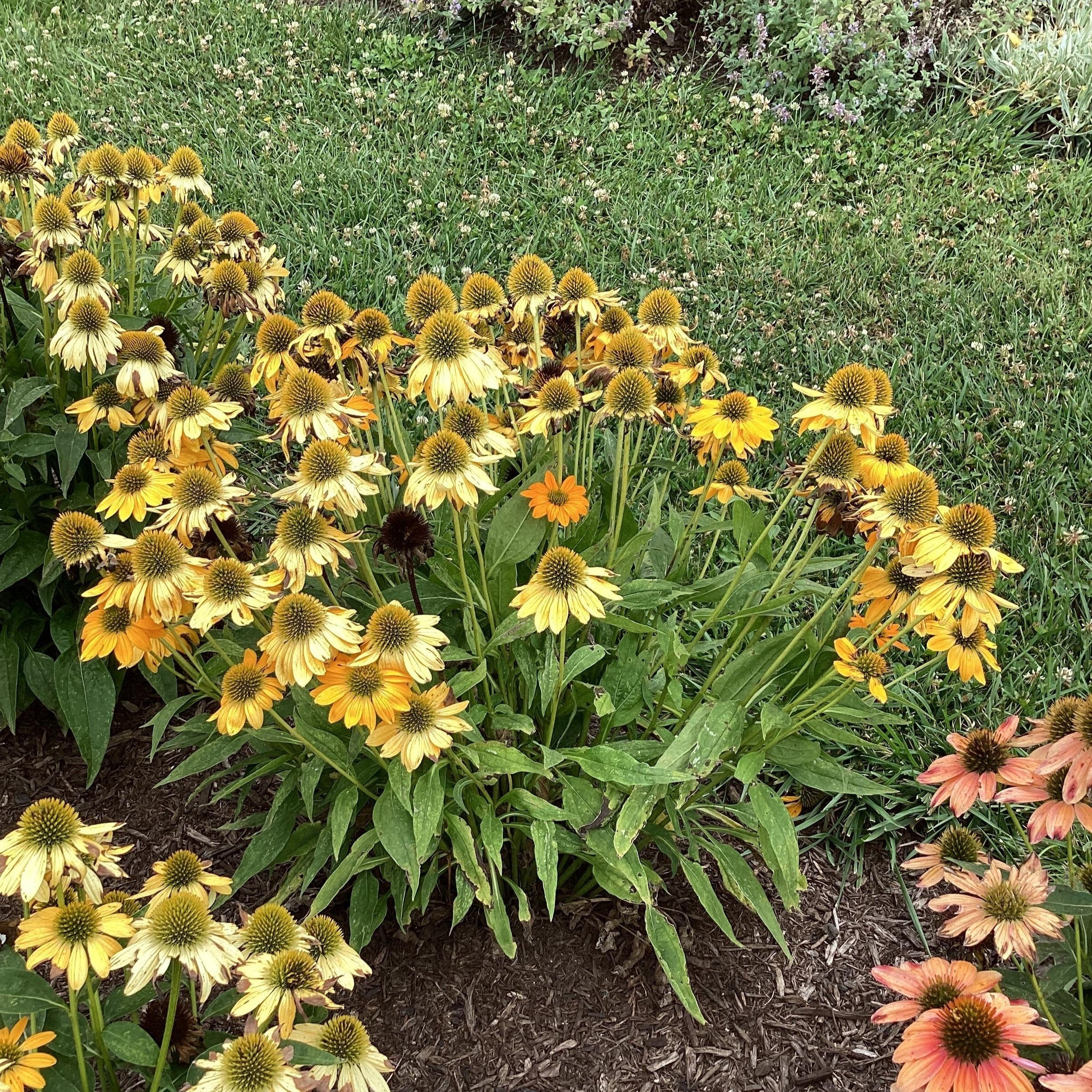 Coneflower, Artisan™ Yellow Ombre Coneflower - Image 4