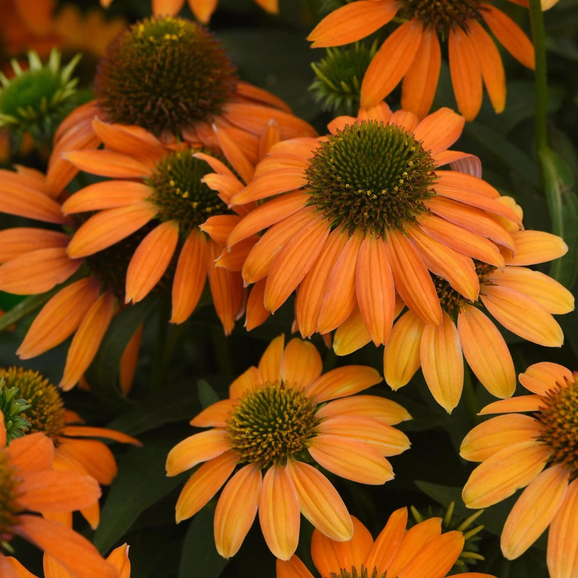 Coneflower, Artisan™ Soft Orange Coneflower - Image 3